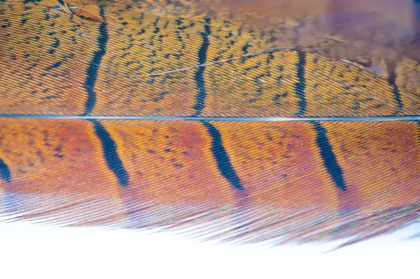 Göz kamaştırıcı sülün tüyleri zarif başyapıtlara dönüştü. Herhangi bir kıyafete ya da ev dekoruna biraz incelik katmak için mükemmel..