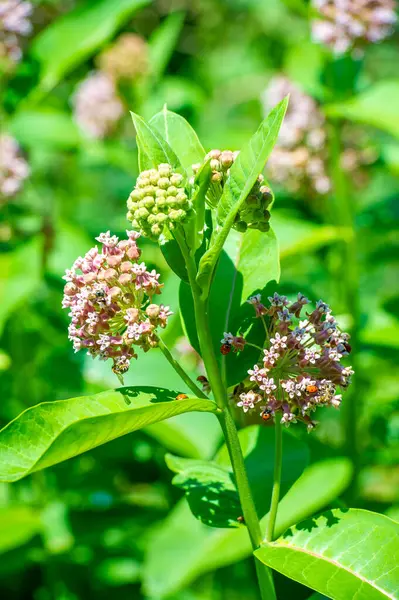 Asclepias syriaca, yaygın spurge, kelebek çiçeği, ipek böceği, doğanın hassas başyapıtı! Parlak yeşil bir bitkinin üzerinde açan bu beyaz çiçeğin güzelliğine hayranım. Muhteşem Çiçek Kontrastı