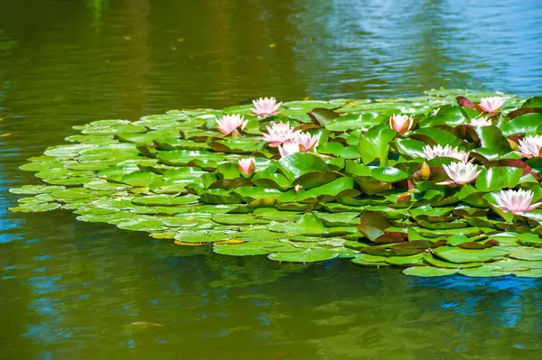 Lotus Nelumbo Nymphaeaceae. Nilüfer çiçeği. Huzurun kalbine yolculuk edin ve görkemli nilüfer çiçeğine tanık olun. Bulanık suların üzerinde yükselen büyüleyici bir mucize. Sıkıntıların ortasında çiçek açmamıza ilham veriyor.