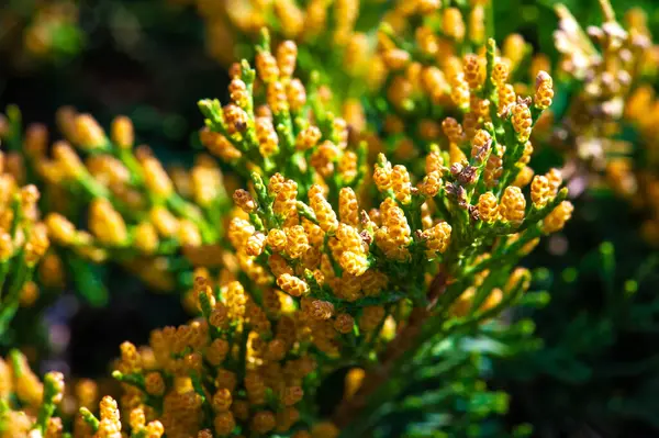 Ardıçkuşları kozalaklı ağaçlar ve çalılardır. Taksonomiye bağlı olarak, Kuzey Yarımküre 'ye, Arktik' ten güneydeki tropikal Afrika 'ya kadar 50 ila 67 arası ardıç türü yaygın olarak dağıtılır.,