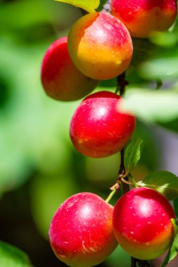 Prunus cerasifera, kiraz eriği ve dünya dengesi eriği olarak bilinen bir erik türüdür. Güneydoğu Avrupa ve batı Asya 'ya özgüdür ve Britanya Adaları' nda vatandaşlık alır.
