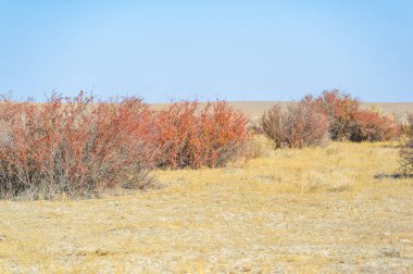 Sonbahar, Steppe. Çayırlar. Barberry. Kurak bir çöl zeminine karşı parlak sonbahar renklerinin çarpıcı bir kombinasyonu. Bu sert çalılar çorak ovaları güzelleştirir ve çöl manzaralarına hayat verir..
