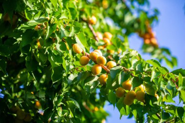 Kayısı ağacının büyümesi ve gelişmesi için düzgün bir bakıma ihtiyacı var. Vitamin açısından zengin olan kayısılar olgunlaştığında sulu ve lezzetlidir. Hasat zamanlaması en uygun lezzet ve tatlılık için kritik.