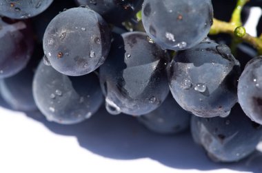 Kontrast için temiz beyaz arka planda siyah üzümler. Şarabın zengin ve sulu tadını çağrıştırıyor. Siyah üzümlerin güzelliğini vurgulayan zarif ve minimalist bir tasarım..