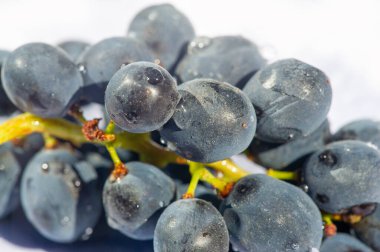 Beyaz arka planda sulu siyah üzümler şarap severler için ideal reklam veya ambalaj tasarımı için çekici bir görüntü