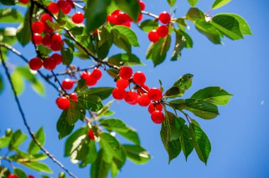 Lezzetli ve besleyici kiraz meyveleri. Sağlıklı bir diyet için vitamin açısından zengin. Sulu ve olgun. Atıştırmak için ideal. Sağlığını önemseyen insanlar için vejetaryen seçeneği.