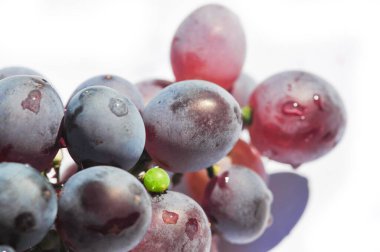 Hasat mevsiminde üzüm bağının güzelliğinin tadını çıkar. Olgun üzümlerden yapılan lezzetli şarabı deneyin. Şarap yapma sürecini üzümden cama öğrenin.