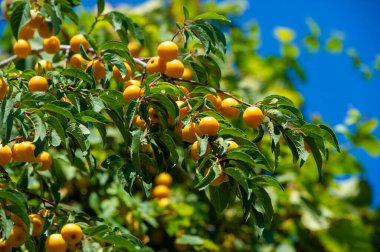 Erik vitamin açısından zengin sulu bir meyvedir. Bahçıvanlık meraklıları erik ağaçları yetiştirebilirler. Olgun erikler lezzetli ve sağlıklı bir atıştırmalıktır..