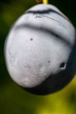 Erik Ağaçları: Kendi Meyvelerinizi Yetiştirmek İçin Bir Rehber. Vitamin zengini eriklerin sağlığa faydalarını öğren. Olgun erikleri başarıyla büyütmek ve hasat etmek için ipuçları.