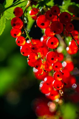 Bulanık arkaplanlı güzel ve sanatsal fotoğraflar yarat. Fotoğrafındaki kuş üzümlerinin canlı kırmızı rengini ortaya çıkar. Çarpıcı görüntüler oluşturmak için farklı açılar ve ışıklandırma deneyleri.