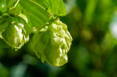Çeşitli zıpzıp ve temel yağlar kullanarak demlenme dünyasını keşfedin. Wort, fenoller ve tatların arkasındaki bilimi öğrenin..