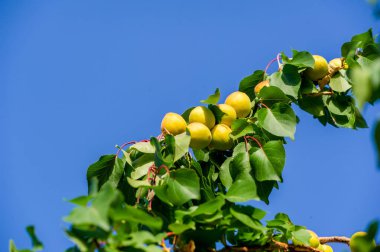 Kayısı, sulu ve vitamin zengini meyveleri için çiftliklerde yetiştirilir. - Evet. Kayısı taze ya da kurutulmuş taze tadını çıkarabilen besleyici bir meyvedir..
