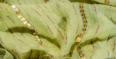 Işıldayan sarı pulları ve ince pembe dikişleri olan yumuşak yeşil bir kumaşın bulanıklığı. Lüks katlar ve dokular dekoratif tekstil ve tasarım projeleri için ideal hale getiriyor..