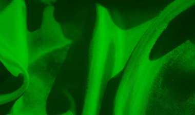 Bu yakın çekim, yeşil kumaşın zarif dokusunu ve akışını vurguluyor. Yumuşak kıvrımlar, kıvrımların ve gölgelerin soyut bir bileşimini oluşturarak dinamik ve dinamik bir sahne oluşturur..