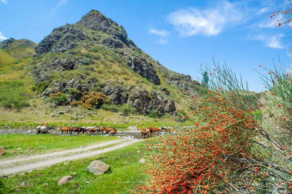Ephedra distachya. Eklem çamı ya da çöl çayı olarak da bilinir. Solunum hastalıklarında ve kilo vermede geleneksel tıpta kullanılır. Efedrin içeriyor. Potansiyel yan etkileri olan bir uyarıcı.