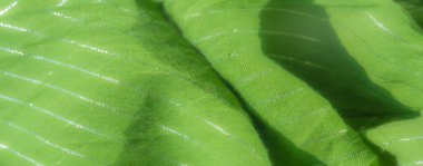 Parlak, narin çizgileri olan canlı yeşil bir kumaşın bulanıklığı yumuşak, dokulu ve parıltılı bir görünüm yaratıyor. Kumaş katlanmış.