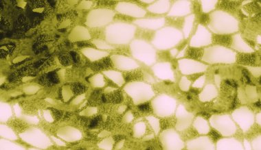 Görüntü - Yeşil dantel kumaşın yakın çekim görüntüsü, ince ağ desenini ve açık yapısını gösteriyor. Yumuşak ışıklandırma, karmaşık, dokunmuş detaylarını ve nazik dokusunu geliştirir ve hassas bir his yaratır..