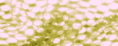 Sarı-yeşil dantel kumaş. Karmaşık ağ benzeri bir yapısı var. Yumuşak, havadar dokuyu ve ince işçiliği yakalıyor. Her tasarıma rüya gibi, klasik bir dokunuş eklemek için mükemmel..