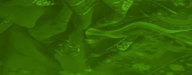 Yeşil kumaş kıvrımlarının bulanık görüntüsü. Karmaşık geometrik ve çiçekli desenler. Işıltılı, zarif bir son..