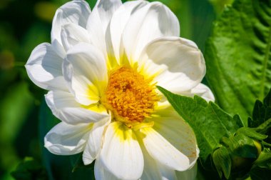 Sarı aksanlı, yemyeşil yapraklarla çevrili canlı beyaz bir çiçeğin yakın plan görüntüsü ve arka planda bir portakal tomurcuğu. Parlak güneş ışığı narin taç yapraklarını aydınlatır..