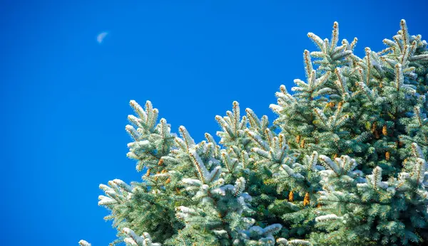 Bu fotoğraf, arka planda açık mavi gökyüzü olan kar ve soğuğa sarılı çıplak dalları yakalar. Güneşten gelen parlak ışık karların parlak görünmesini sağlar ve temiz bir hava yaratır.