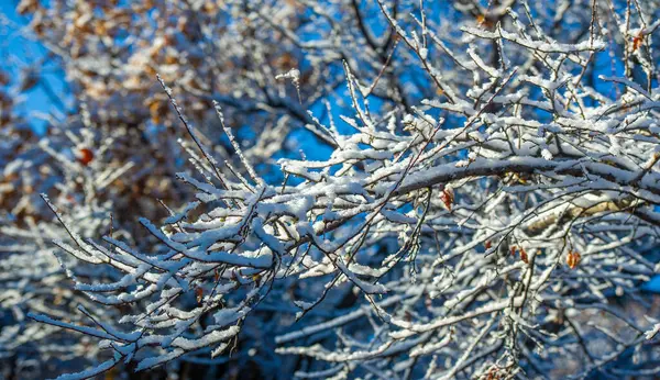 Bu fotoğraf, arka planda açık mavi gökyüzü olan kar ve soğuğa sarılı çıplak dalları yakalar. Güneşten gelen parlak ışık karların parlak görünmesini sağlar ve temiz bir hava yaratır.