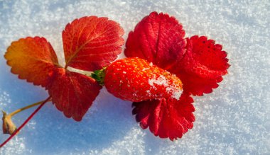 Çilek kar üzerinde canlı, kırmızı bir çileğin taze kardan bir yatakta dinlenmesini yakından izlemek. Çilek küçük kar taneleriyle süslenir ve sıcak meyve arasında benzersiz bir kontrastlık yaratır.