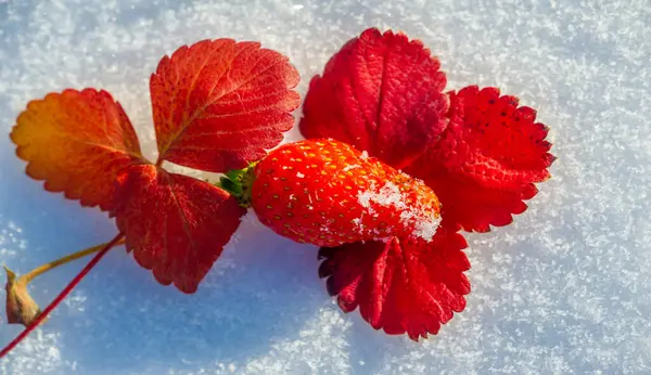 Çilek kar üzerinde canlı, kırmızı bir çileğin taze kardan bir yatakta dinlenmesini yakından izlemek. Çilek küçük kar taneleriyle süslenir ve sıcak meyve arasında benzersiz bir kontrastlık yaratır.