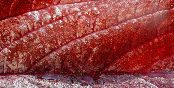 Yakından bakınca, canlı kırmızı renkler ve aralarından akan karmaşık damarlarla zengin ve canlı yaprak dokusunu görüyoruz. Fotoğraf, bu yaprakların doğal detaylarını yakalıyor.