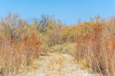 Sonbahar, Steppe. Çayırlar. Tüm maceraperestlere sesleniyorum! Çöldeki bu toprak yol samanlıkta iğne bulmanın gerçek versiyonu. Ormanda.