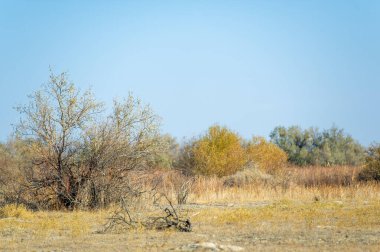 Sonbahar, Steppe. Çayırlar. Değişim rüzgarları altın ovaları süpürürken bu yalnız ağaç bize eşsiz yolculuğumuzda güzelliği aramamızı hatırlatıyor. Yolunu Kucakla