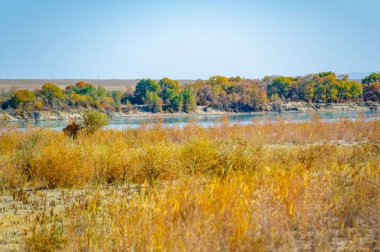Sessiz Muhafız: Bozkırdaki sakin bir nehrin ortasında, havadan dövülmüş bir ağaç zamanın geçişinin bir göstergesi olarak duruyor. Dalları boş olabilir ama içinde tuttuğu sır yaşamaya devam ediyor. Mutluluğa Çürük