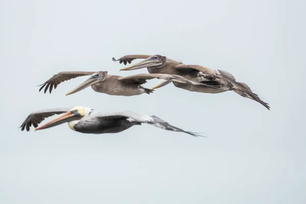 Pelicans Survolant Baie San Francisco Brouillard Californie États Unis — Photo