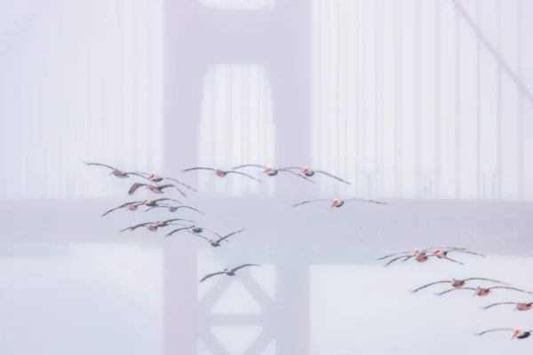 Pelicans fly over the Golden Gate Bridge in San Francisco California