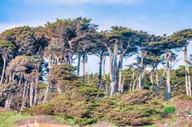 Cypress Grove, Lands End, San Francisco, California, with city houses visible, in the background