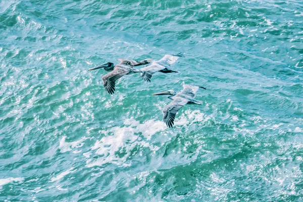Pelicans fly over the blue sea in San Francisco Bay, California USA