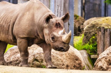 Hayvanat bahçesindeki gergedanlara yakın çekim, koruma kavramı ve hayvan severler.