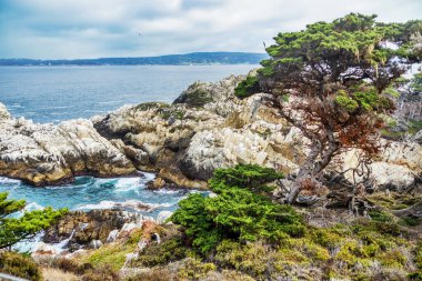 Point Lobos Eyaleti Doğal Rezervi. Rocky plajı, selvi ormanı ve Pasifik Okyanusu, California 'nın merkez kıyısı. Doğa seyahatini koruma kavramı