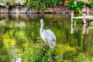 Amerikan Beyaz Pelikan Pelecanus erythrorhynchos, hayvan, koruma konsepti