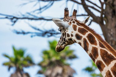 Sabit zürafa yakın plan, hayvan refahı konsepti.