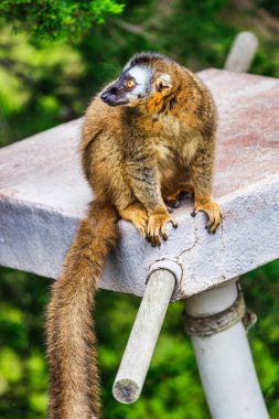 Afrika 'dan gelen kahverengi bir hayvan, vahşi yaşam. Kürk mantolu genç maymun lemuru. Yavru bebek, kızıl yüzlü kahverengi Lemur.,