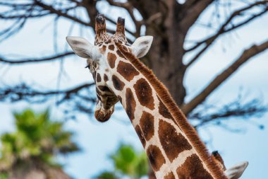 Sabit zürafa yakın plan, hayvan refahı konsepti.