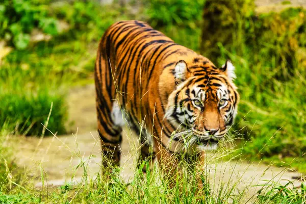 Kaplanlar çimlerin üzerinde yürür. Hayvan koruma, konsept