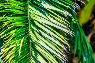 Palmiye yapraklarını kapat, soyut çizgili doğal yeşil arkaplan Vintage ton