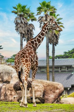 Sabit zürafa yakın plan, hayvan refahı konsepti.