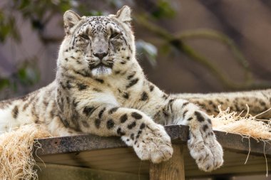 Kar leoparı hayvan koruma kavramını kapat