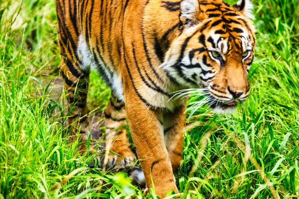 tiger close-up walks on the grass. Animal protection, concept