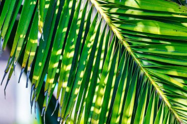 Bir sincabın yakından çekilmiş portresi bir ağacın arkasından dışarı bakıyor. Hayvan, koruma konsepti
