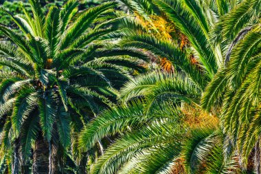 Palmiye ağaçlarının tepesini ve yapraklarını kapatın. Güzel bir manzara ve arka plan. Seyahat kavramı, tatil rahatlığı.