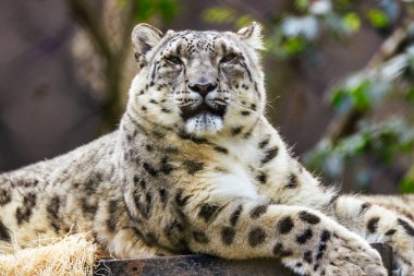 Kar leoparı hayvan koruma kavramını kapat